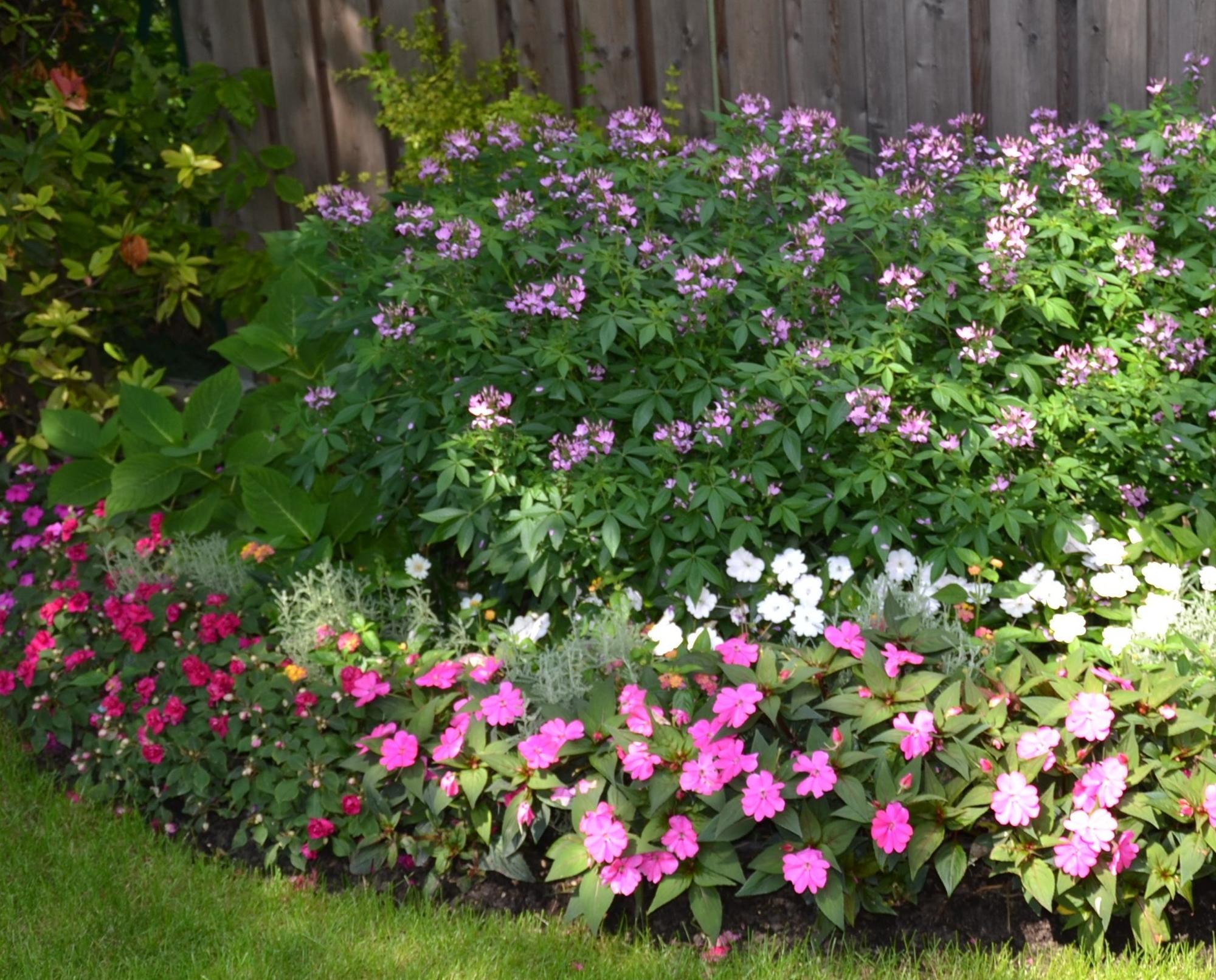 Blumenbeet Blumenbeet